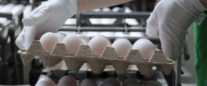 Foto: Eier-Sortierung in einer Packstelle (Copyright: Yavuz Arslan | mein-ei.nrw)
